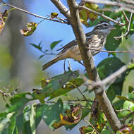 Image of Rose-breasted Grosbeak