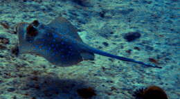 Image of Bluespotted Maskray