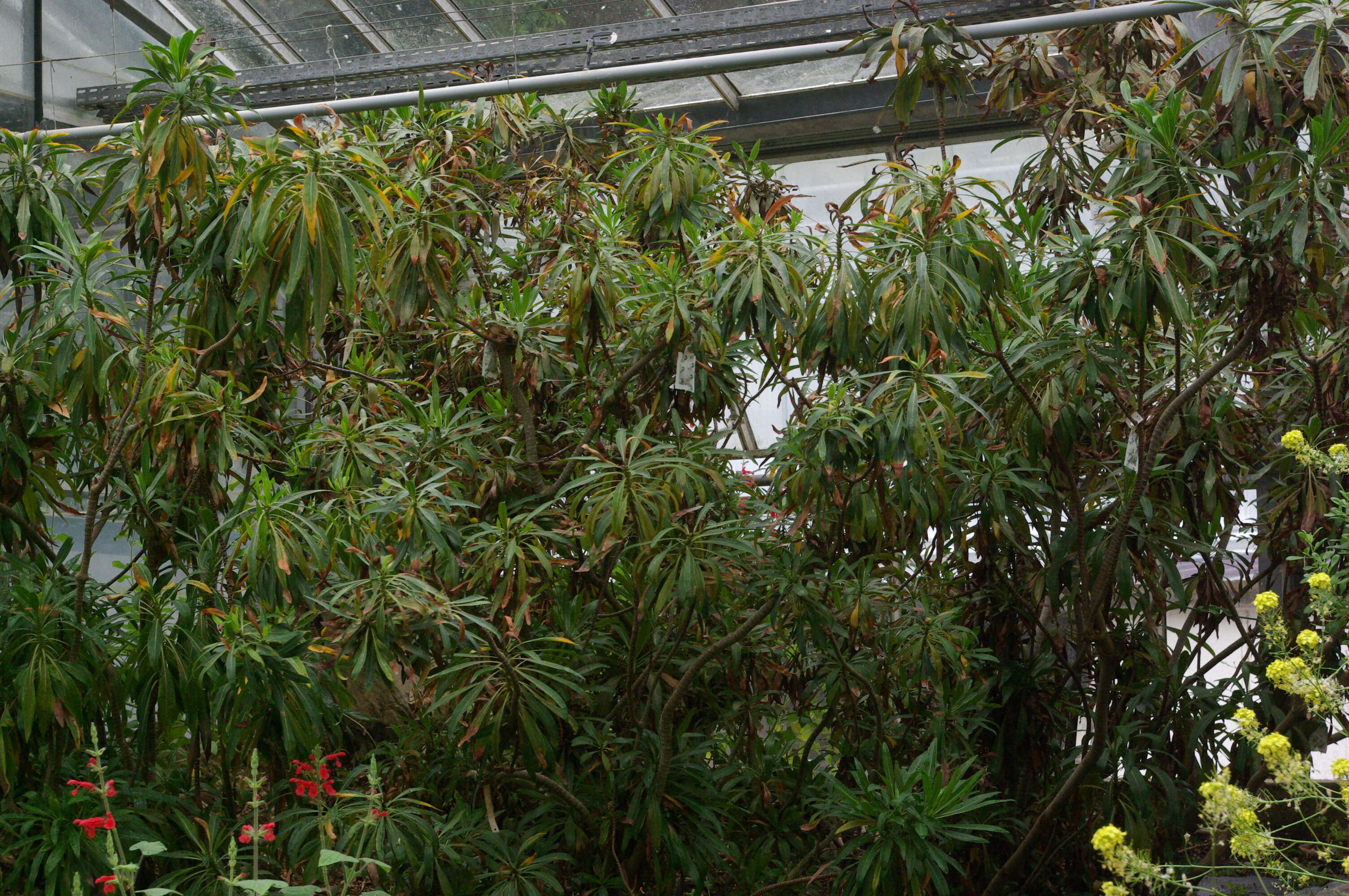 Image of Limonium dendroides Svent.