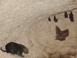 Image of Hairy Dwarf Porcupines