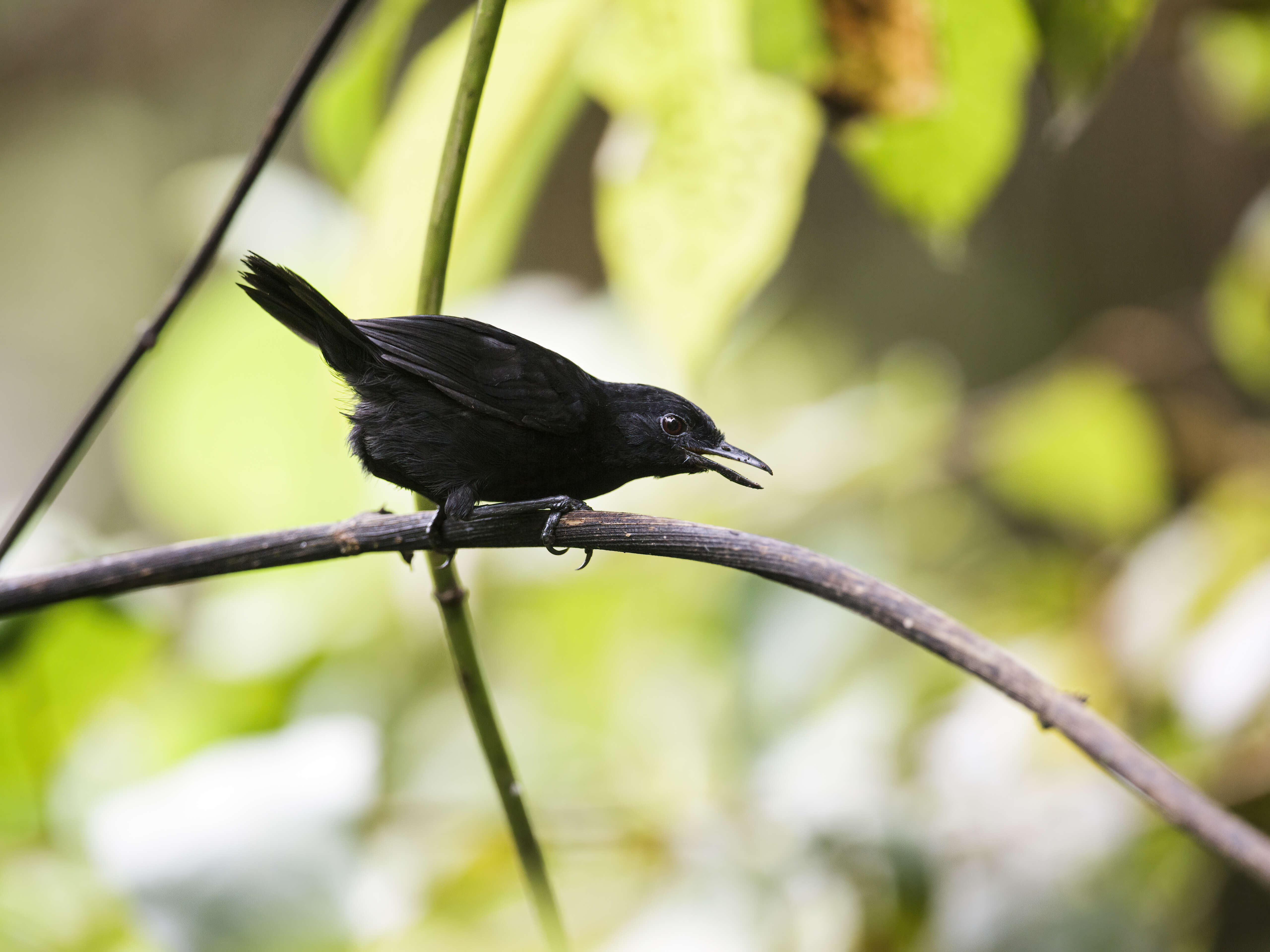 Image of Stub-tailed Antbird