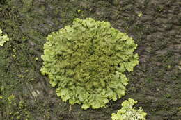 Image of Elegant camouflage lichen