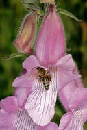 Слика од Apis mellifera capensis