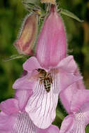 Image de Apis mellifera capensis