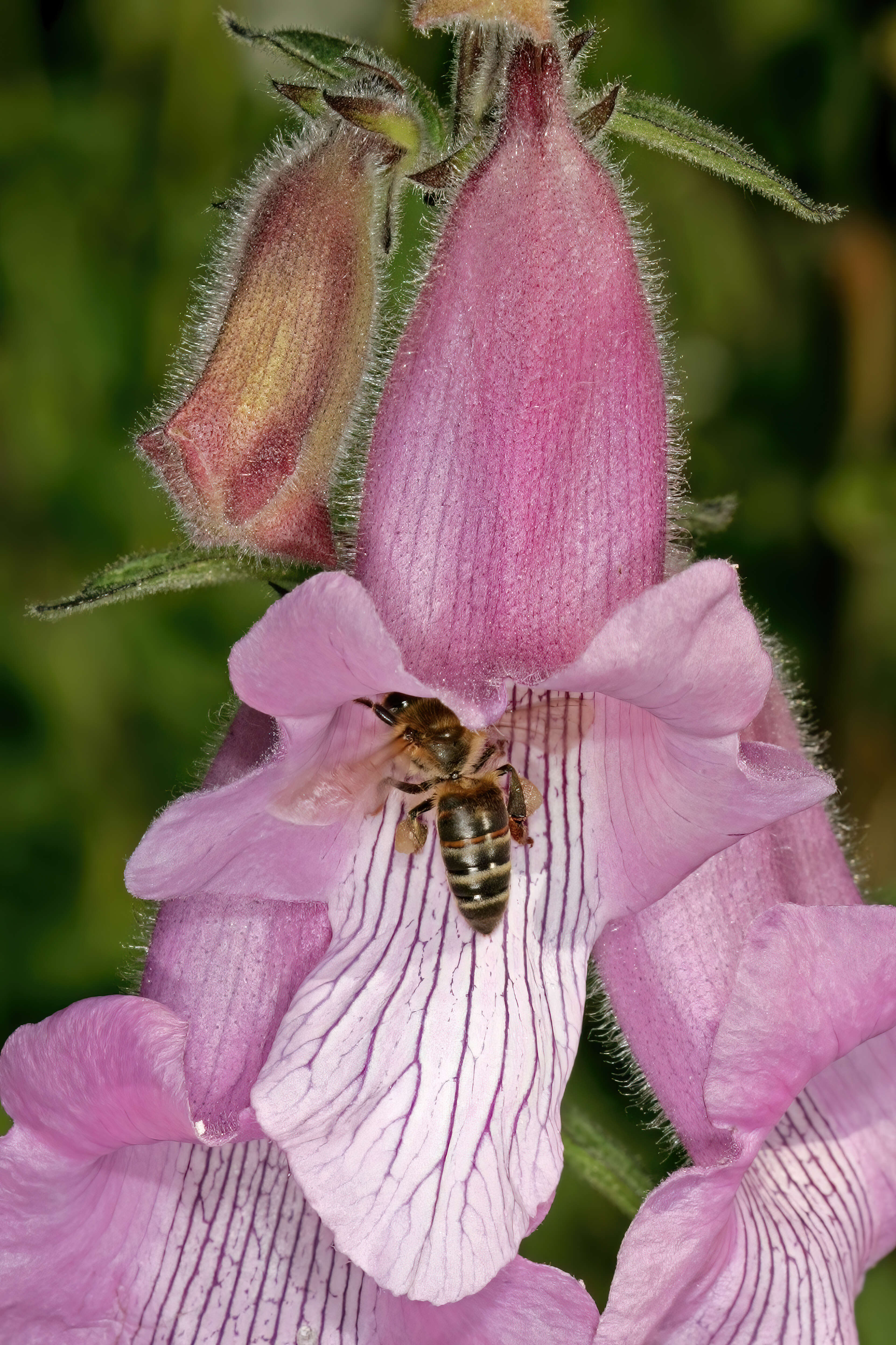 Слика од Apis mellifera capensis