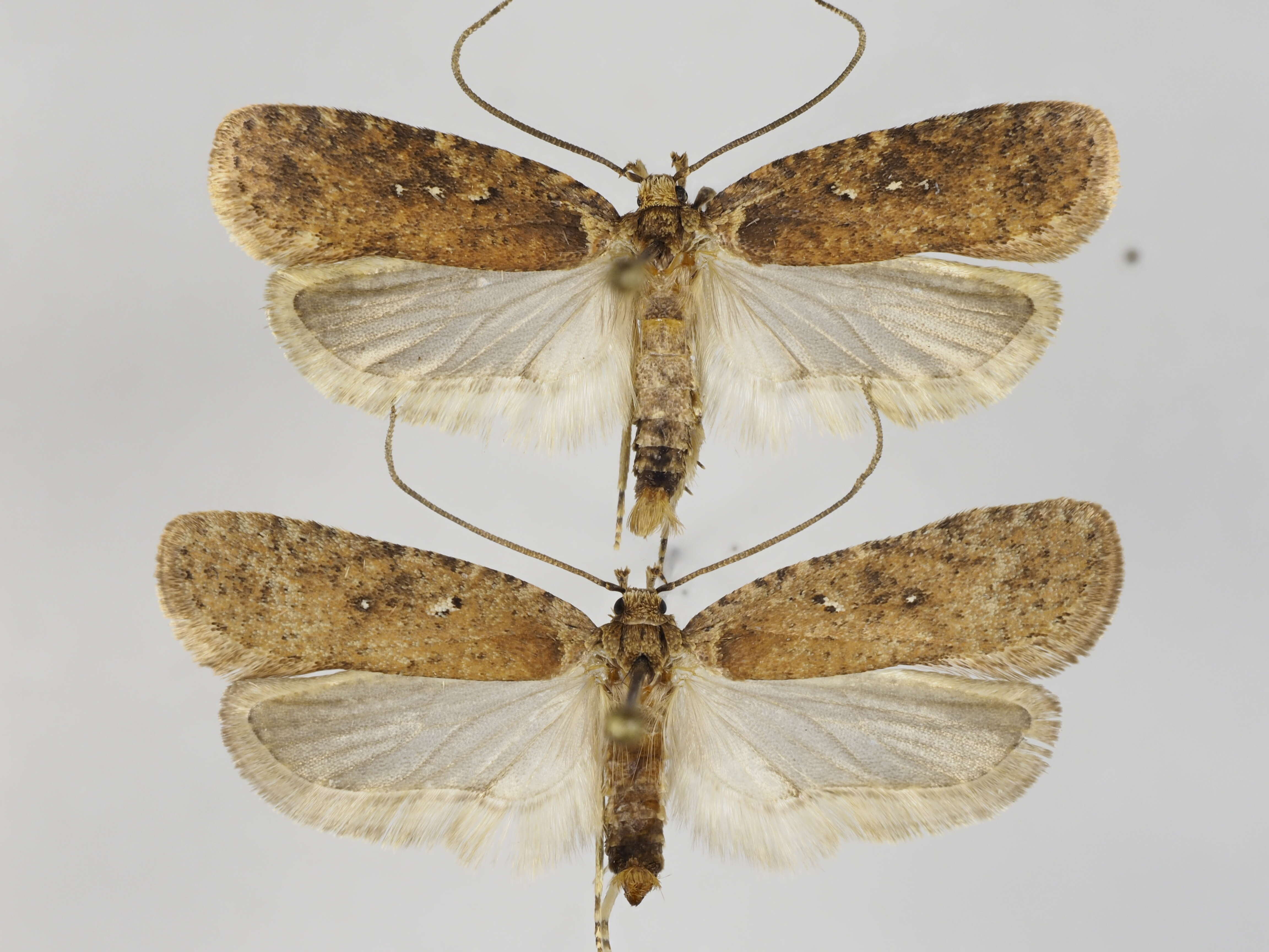 Image of Agonopterix heracliana Linnaeus 1758