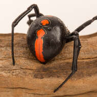 Latrodectus umbukwane的圖片