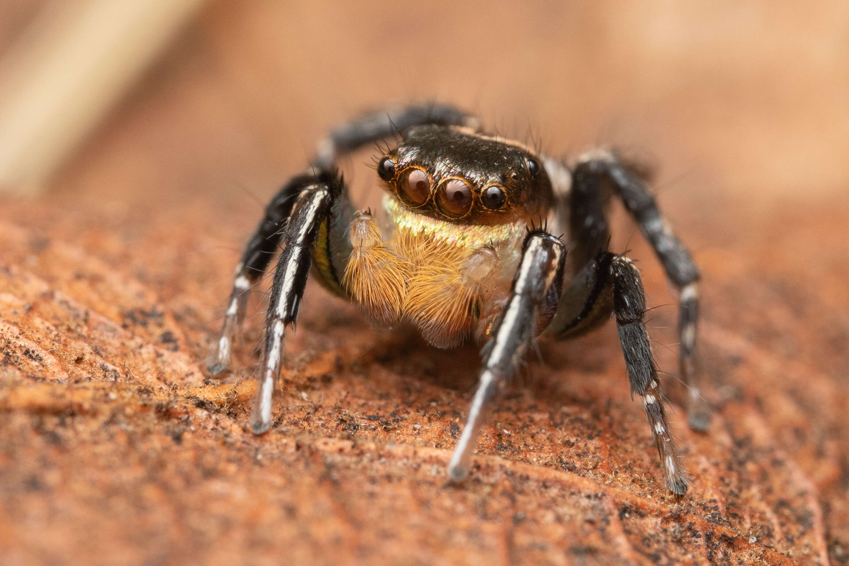 Image of Habronattus hallani (Richman 1973)