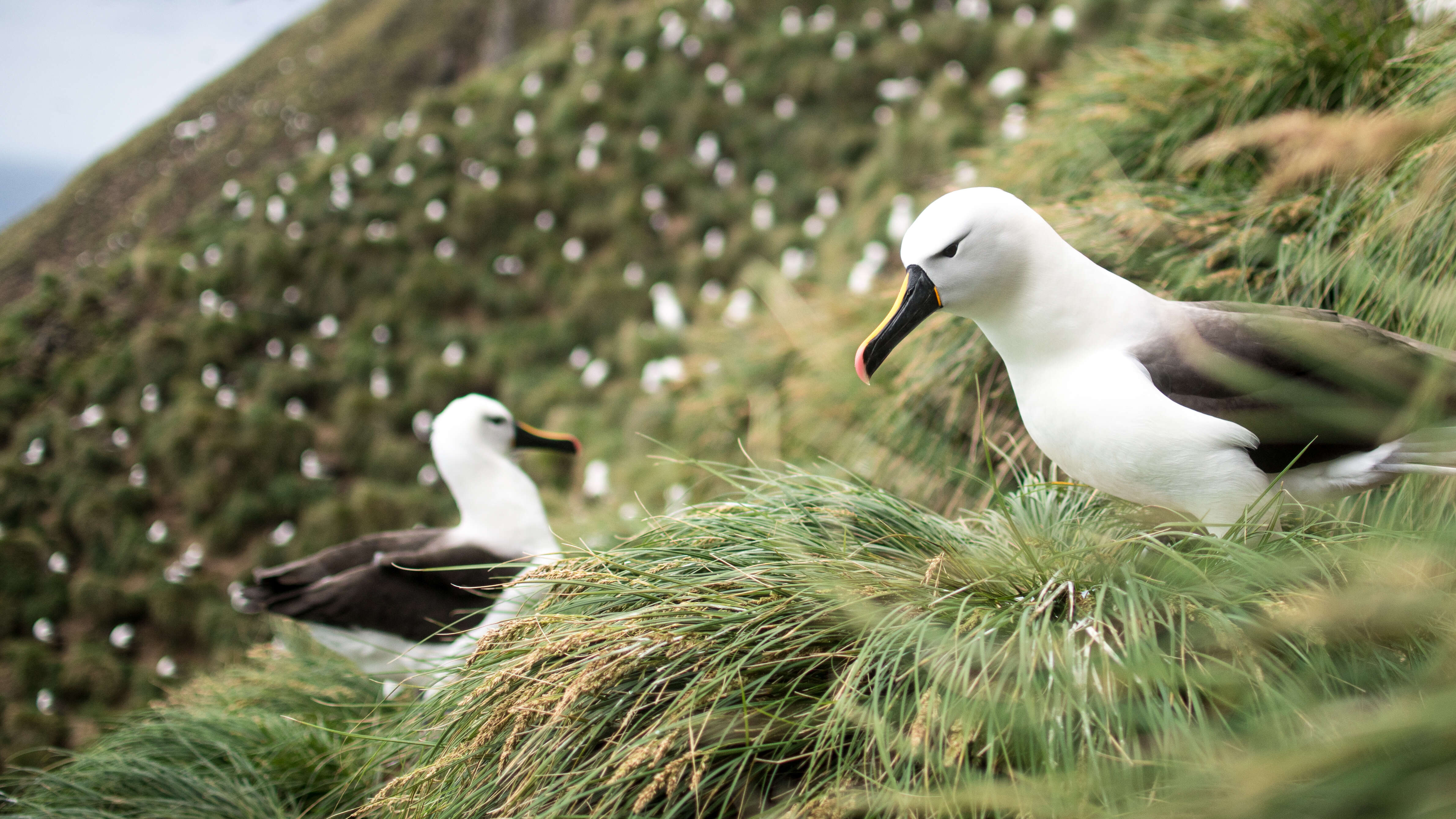 Image of Indian Yellow-nosed Albatross