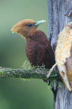 Image of Chestnut-colored Woodpecker