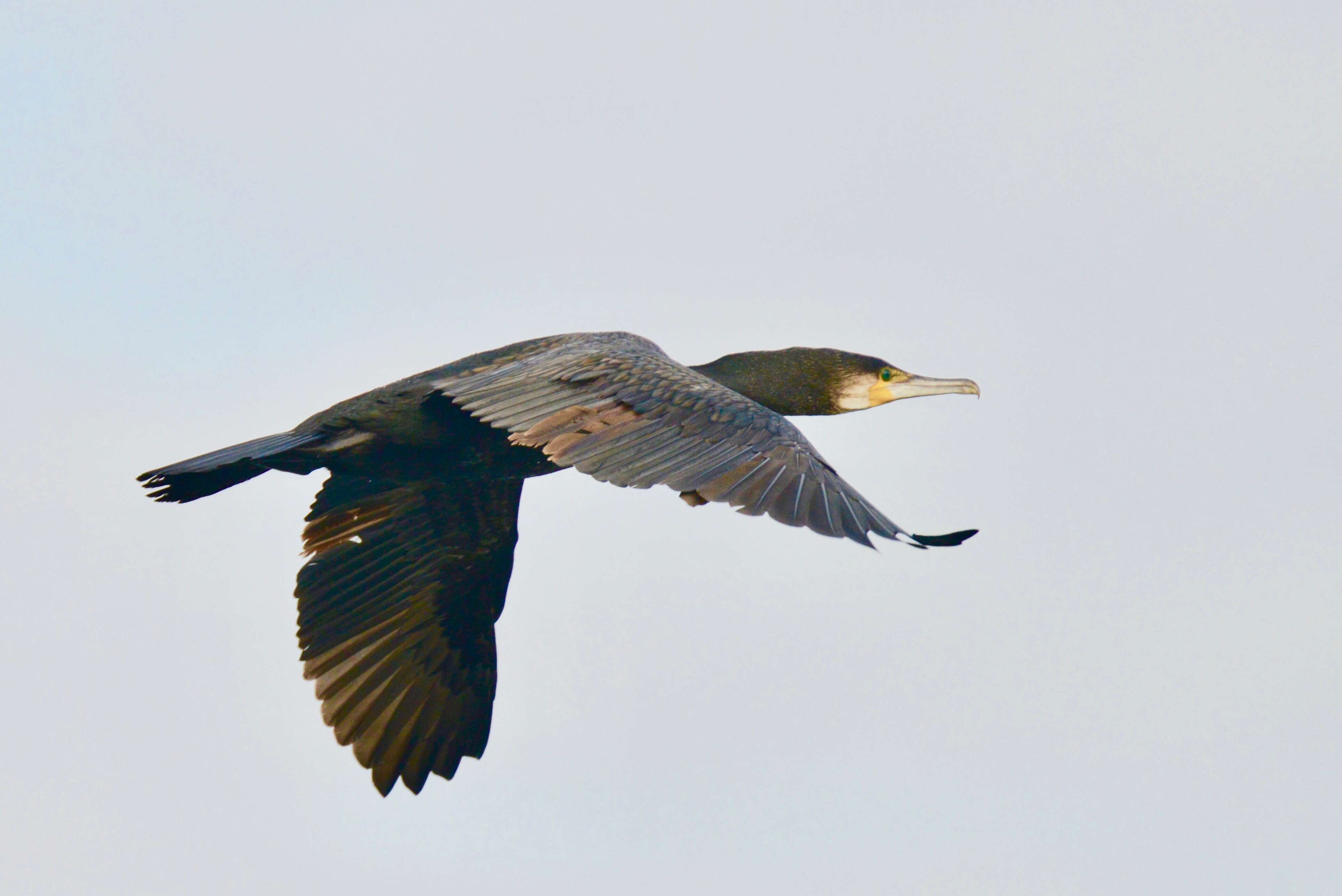 Image of Black Shag