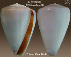 Image of Conus trochulus Reeve 1844