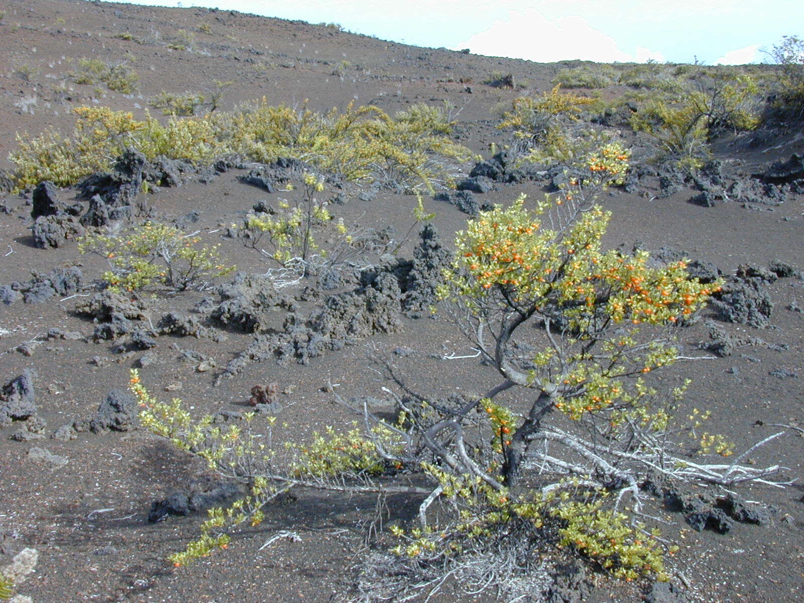 Image of alpine mirrorplant