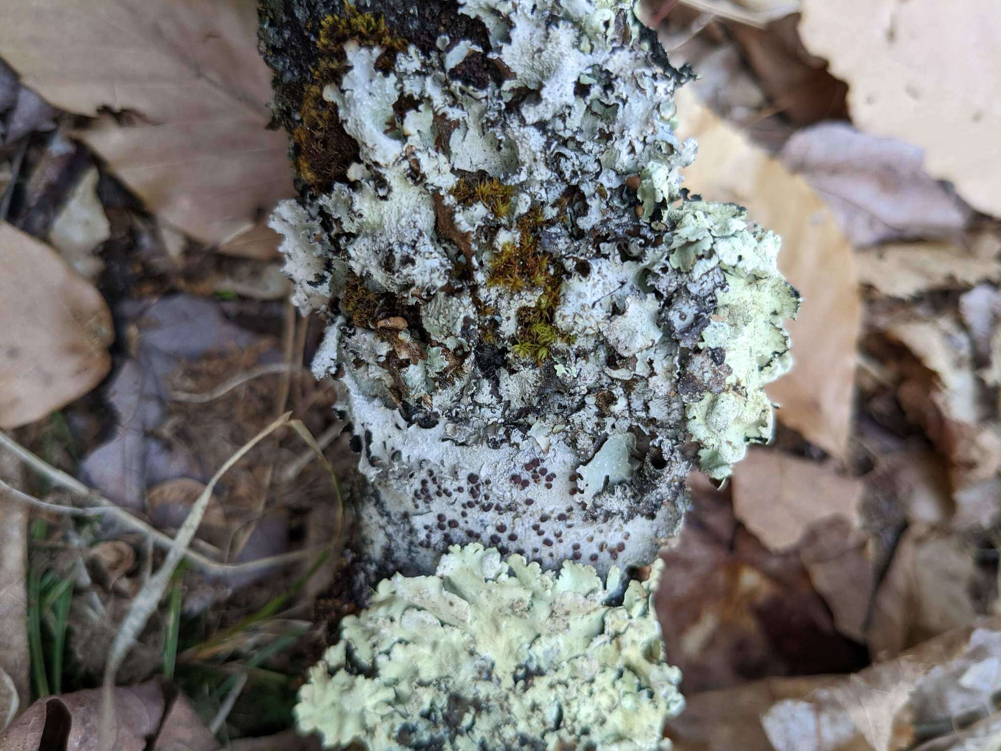 Image of crisped pincushion