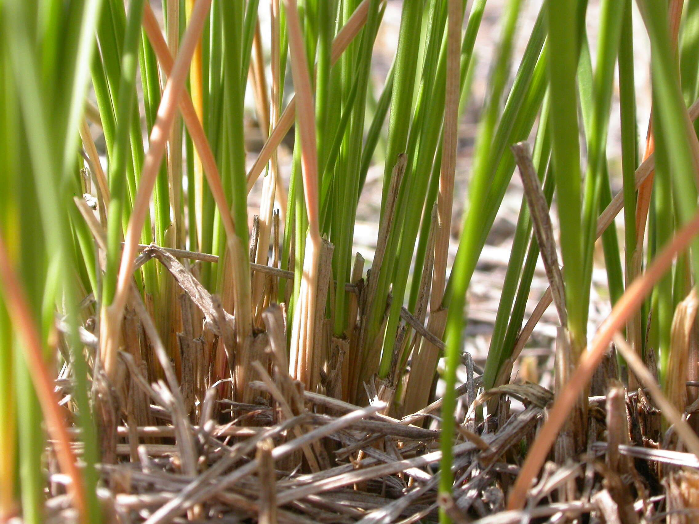 Plancia ëd Festuca campestris Rydb.