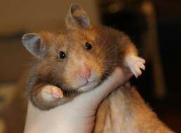 Image of hamsters