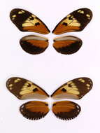 Image of Heliconius ismenius Latreille 1817