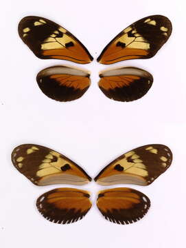 Image of Heliconius ismenius Latreille 1817