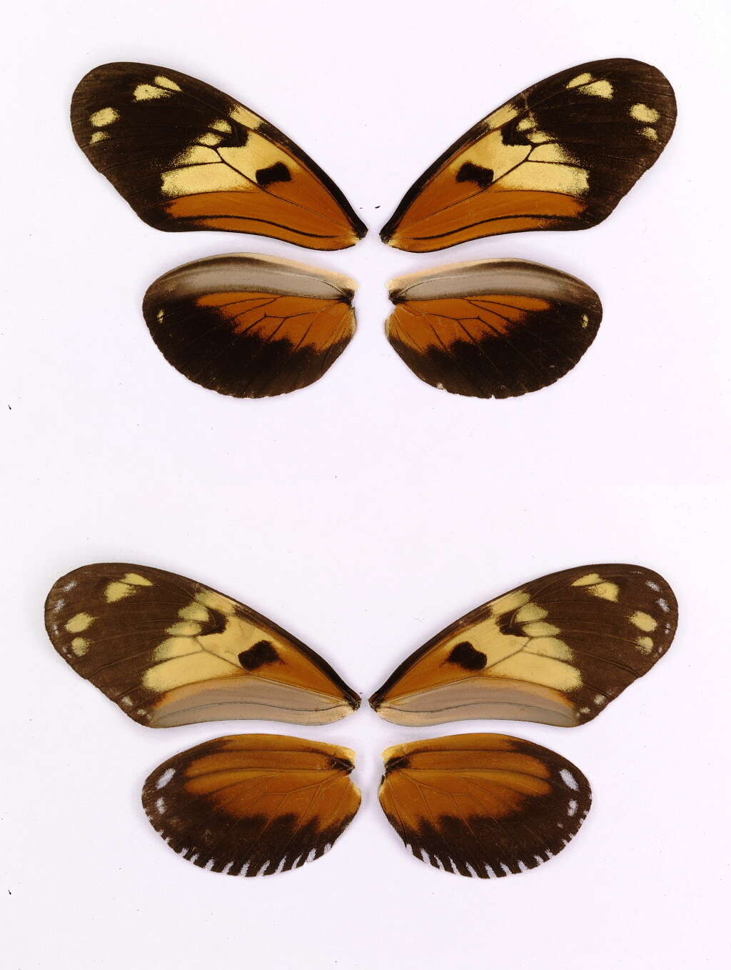 Image of Heliconius ismenius Latreille 1817