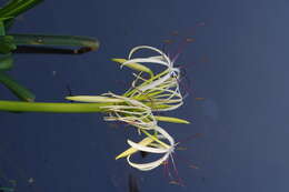 Слика од Crinum viviparum (Lam.) R. Ansari & V. J. Nair