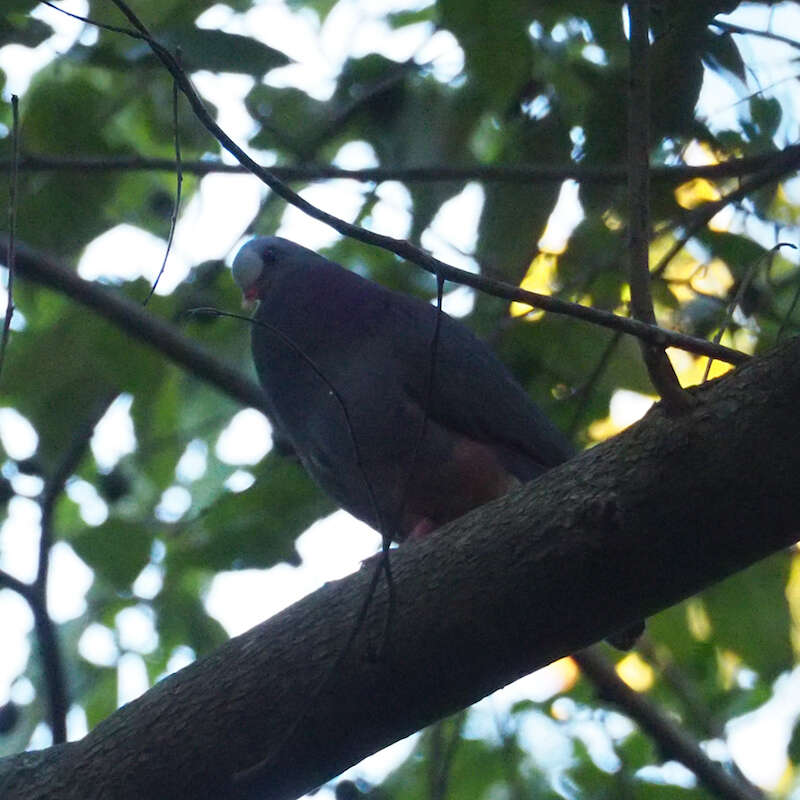 Image of Gray-fronted Quail-Dove