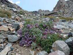 Image of silverleaf phacelia