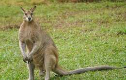 Image of Agile Wallaby