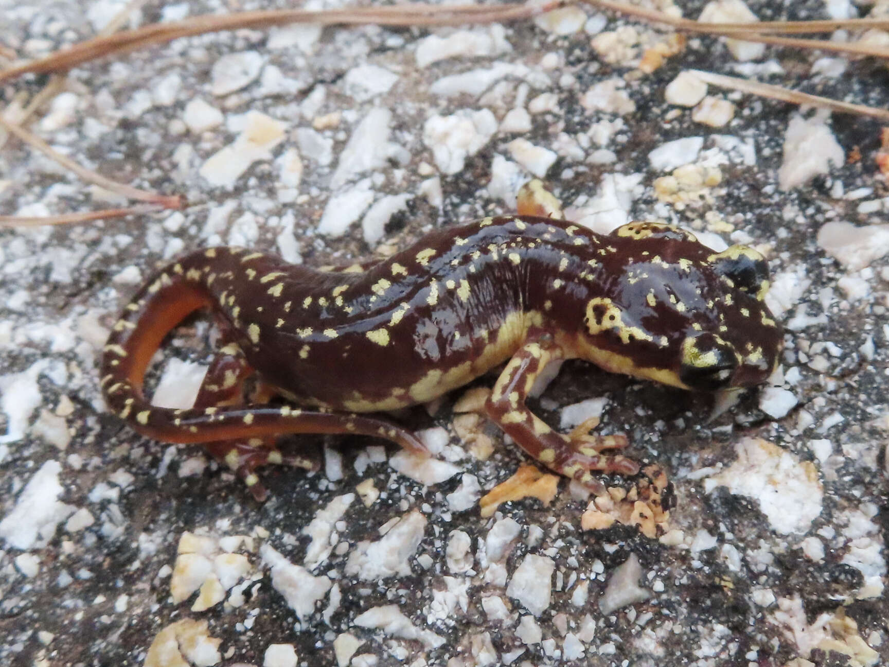 Image of Lycian salamander