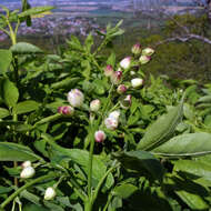 Imagem de Staphylea pinnata L.