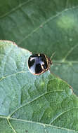 Image of Coptosoma xanthogramma