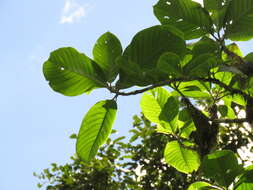 Image of Magnolia caricifragrans (Lozano) Govaerts