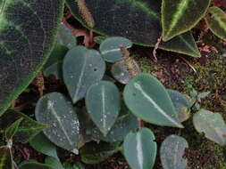 Image of peperomia