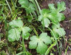 Image of Pacific blacksnakeroot