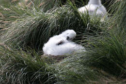 Image of Indian Yellow-nosed Albatross