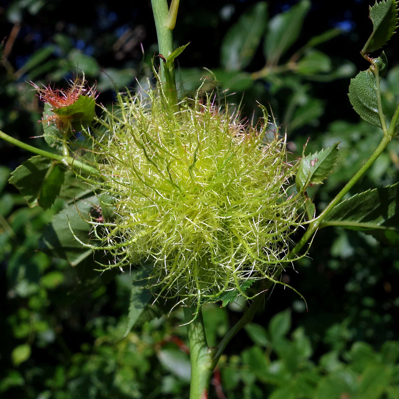 Image of Mossy Rose Gall Wasp