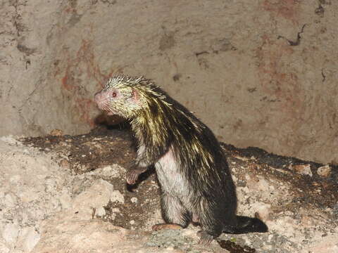 Image of Hairy Dwarf Porcupines