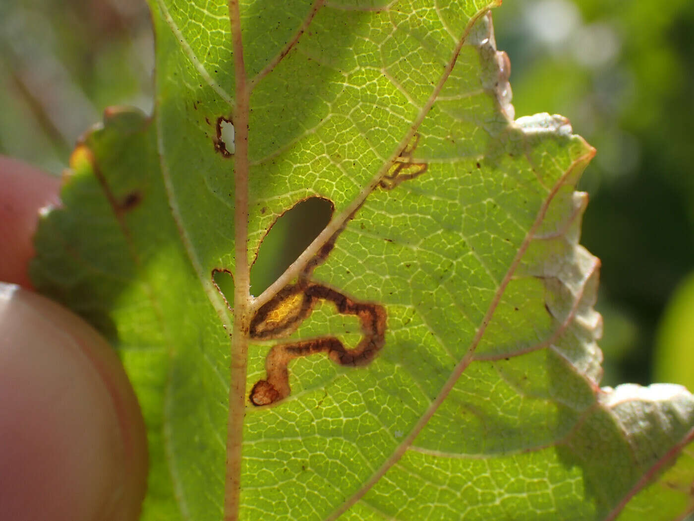 Image de Stigmella corylifoliella (Clemens 1861) Wilkinson et al. 1979