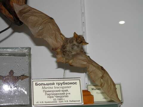 Image of Greater Tube-nosed Bat