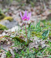 Image of Dog tooth lily