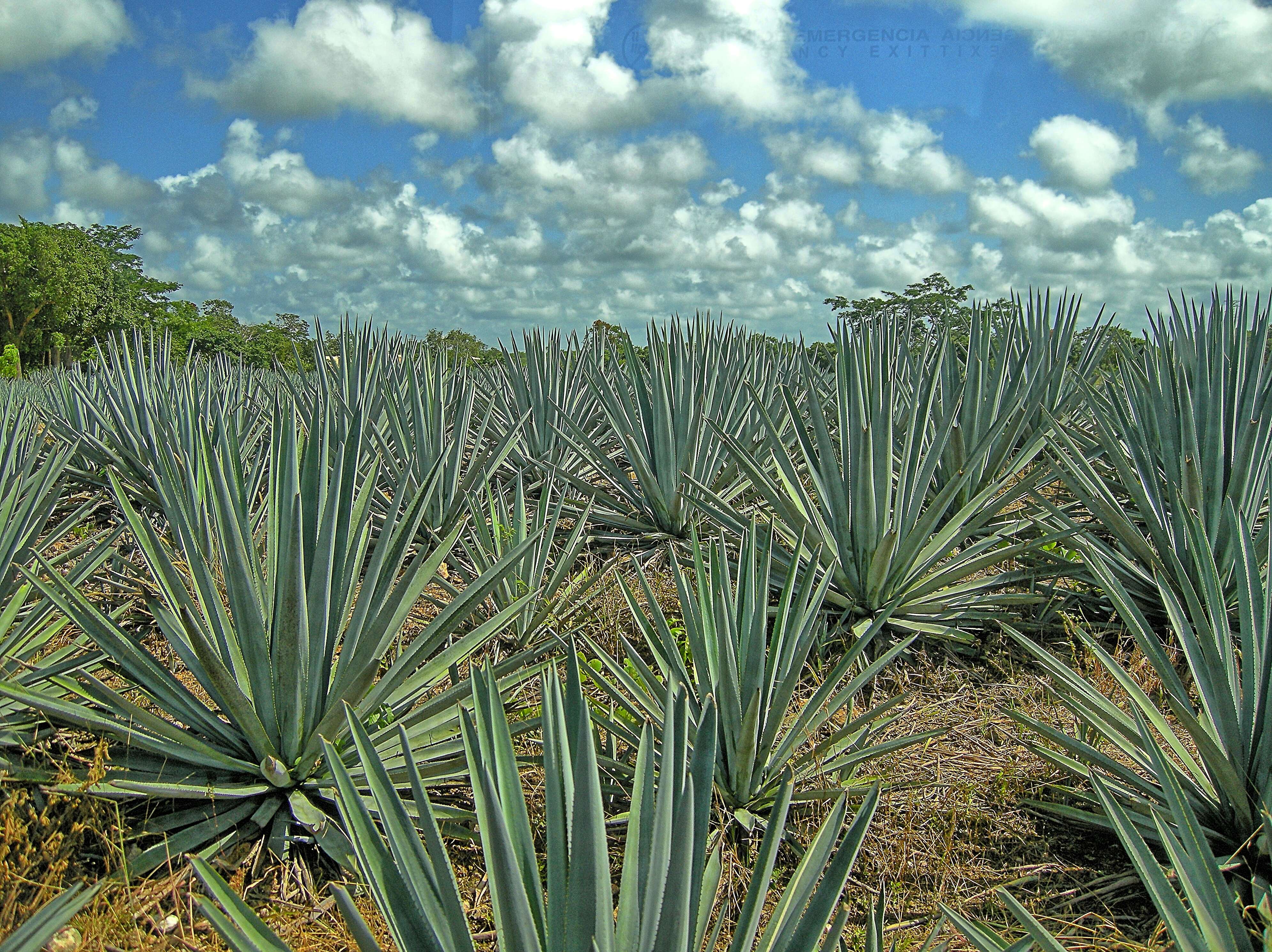 Image of tequila agave