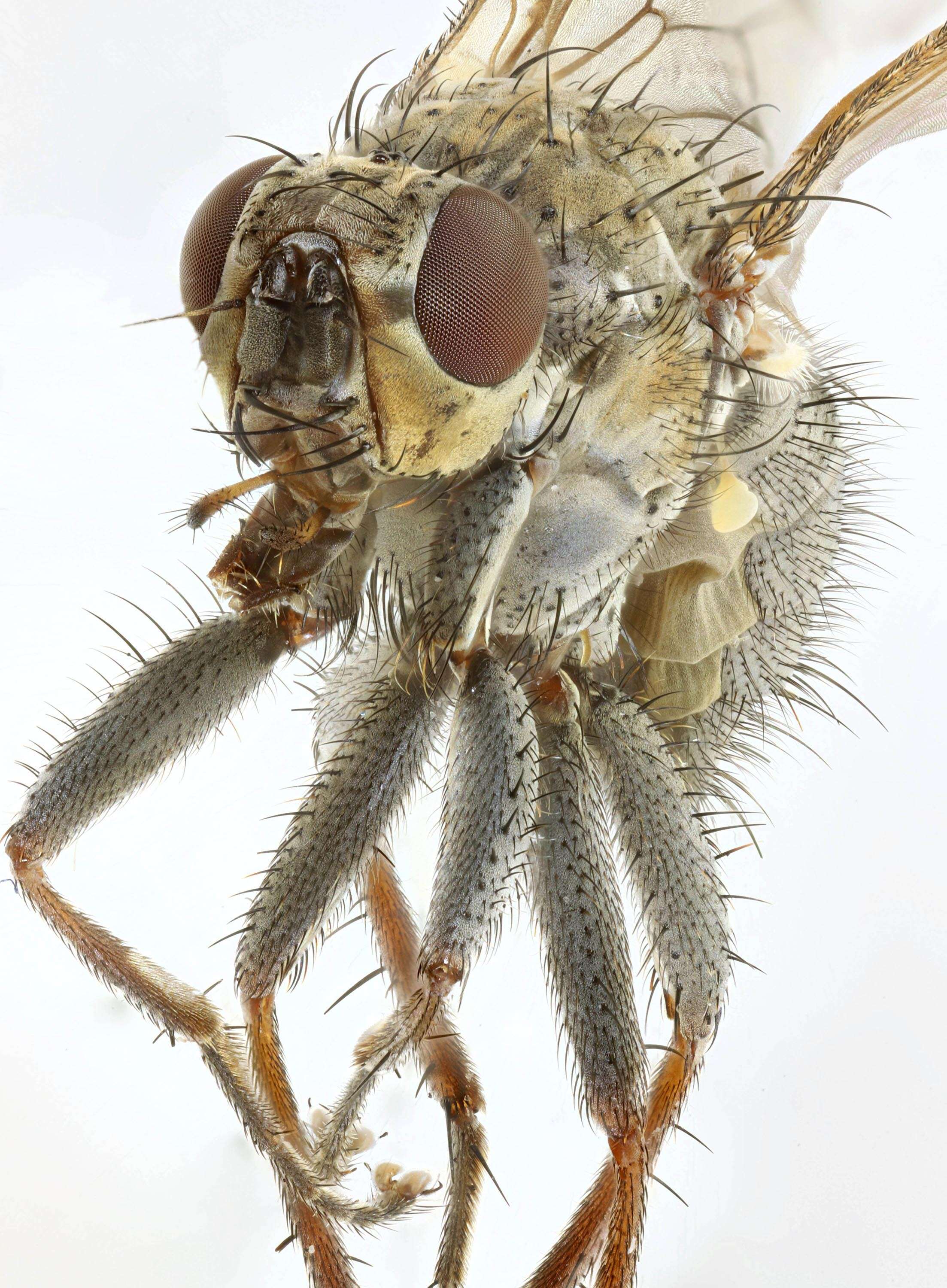 Image of root-maggot flies