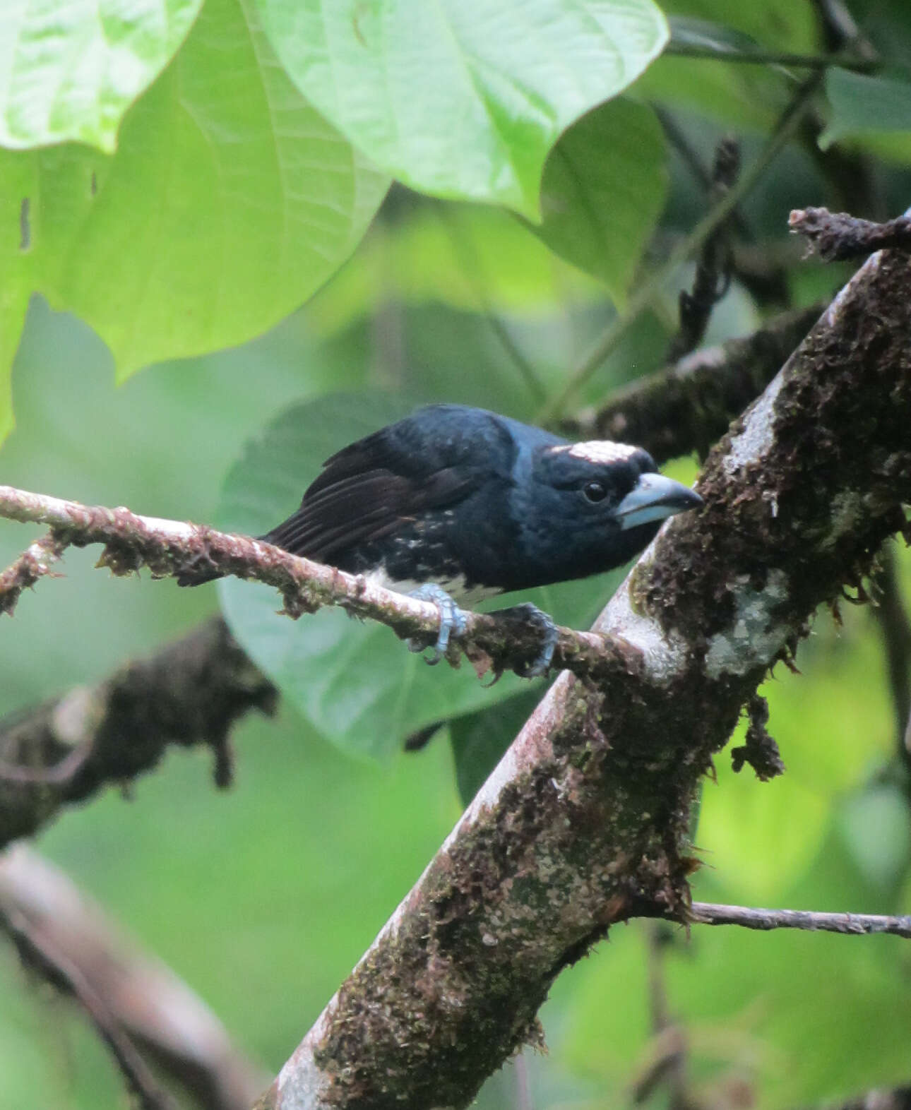 Imagem de Capito maculicoronatus Lawrence 1861