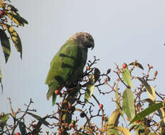 Image of Speckle-faced Parrot