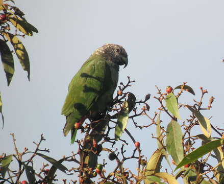 Image of Speckle-faced Parrot