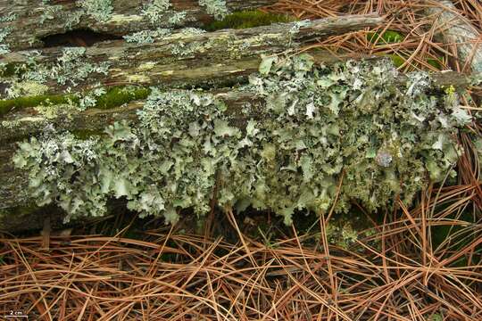 Image of Varied Rag Lichen