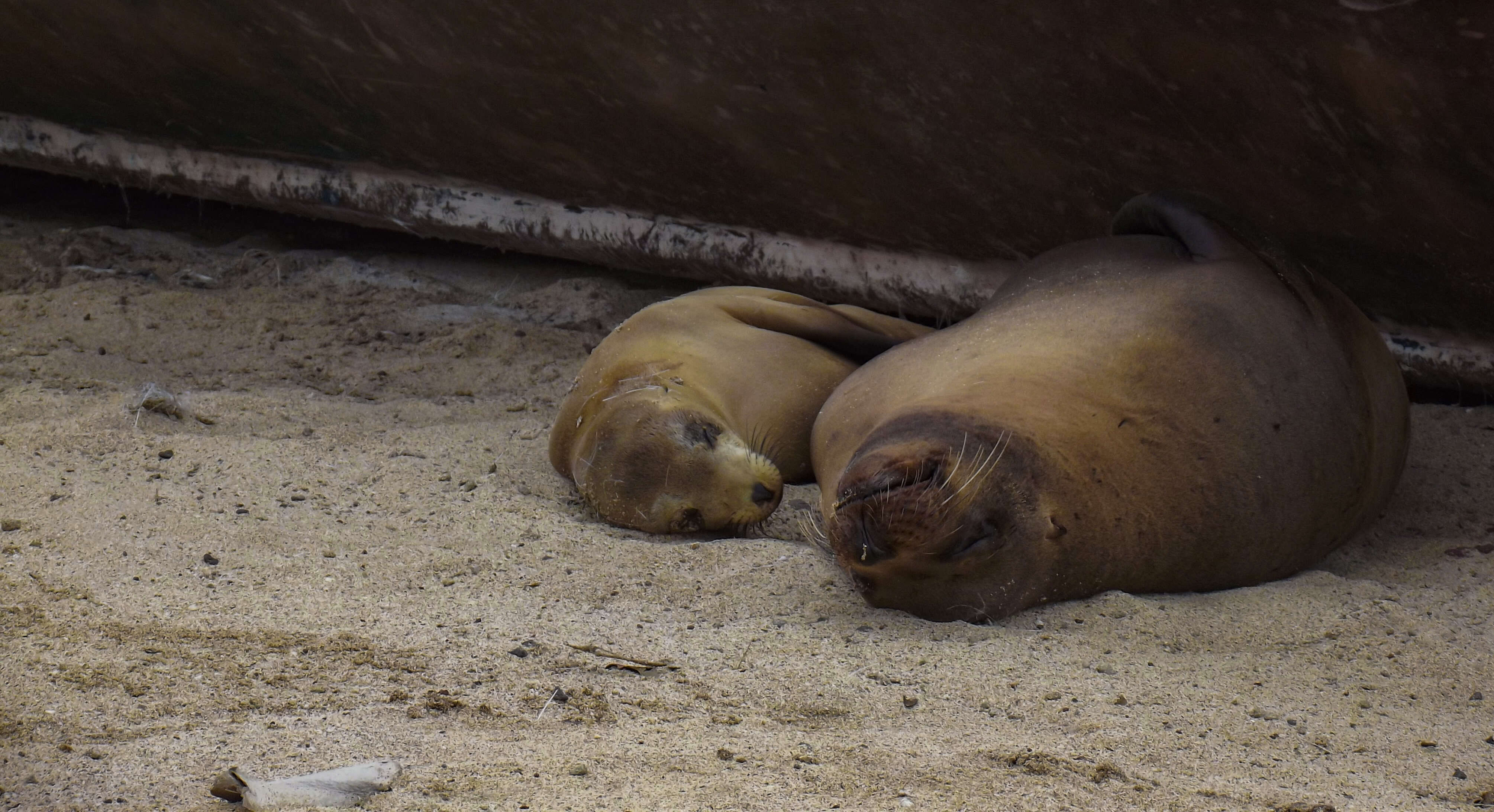 Image of Galapagos Fur Seal