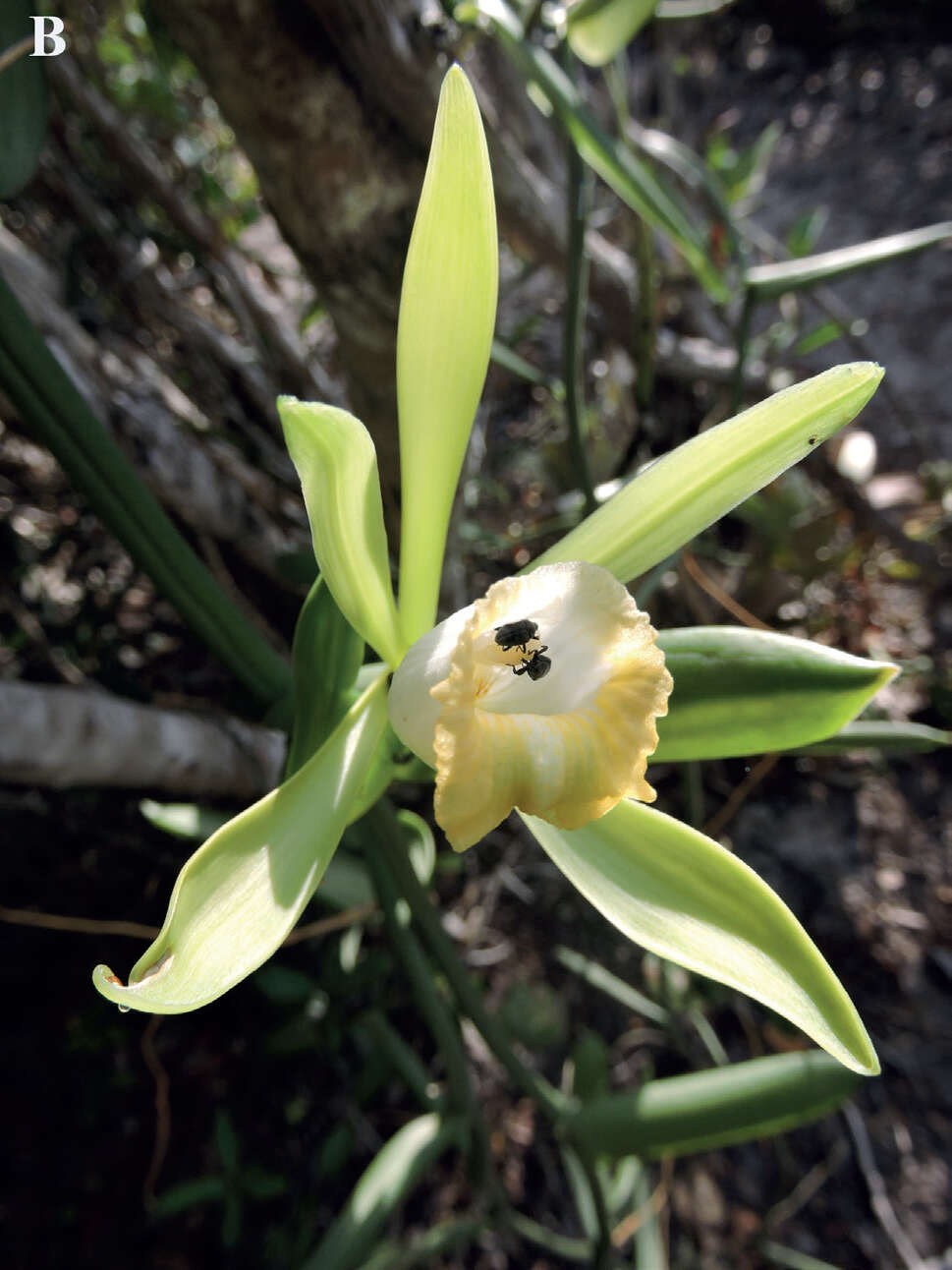 Image of Vanilla bahiana Hoehne