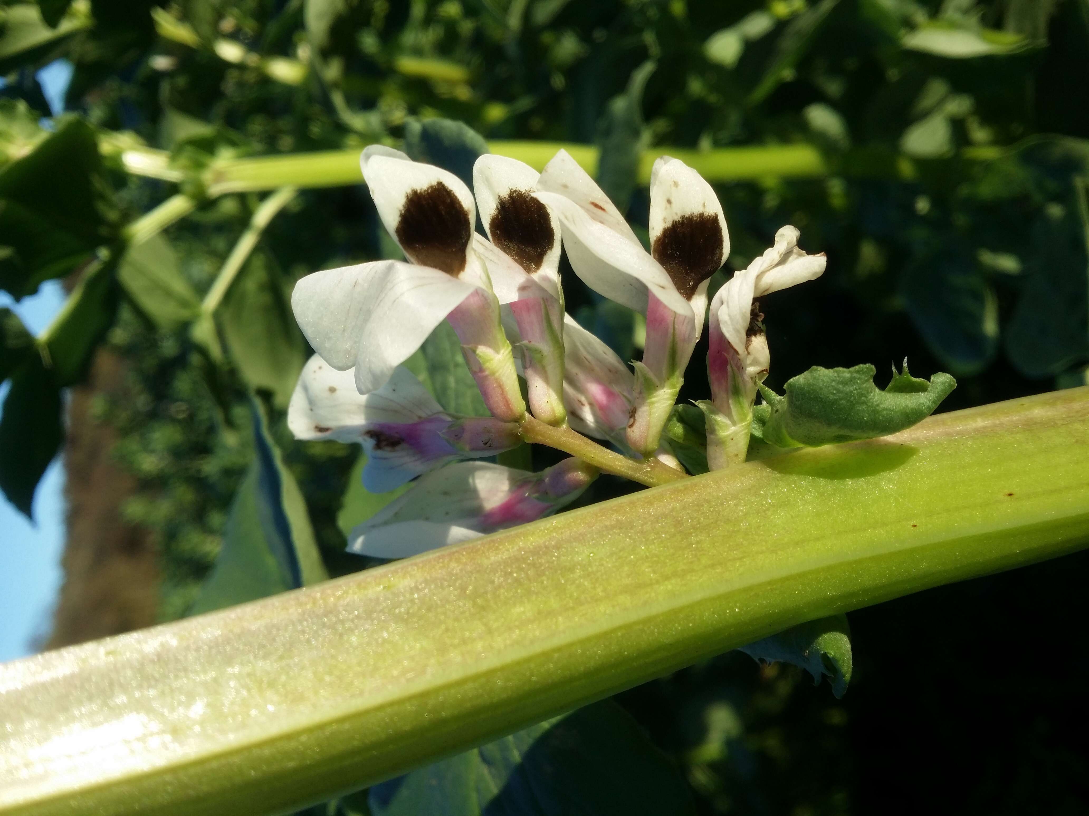 Image of Broad Bean