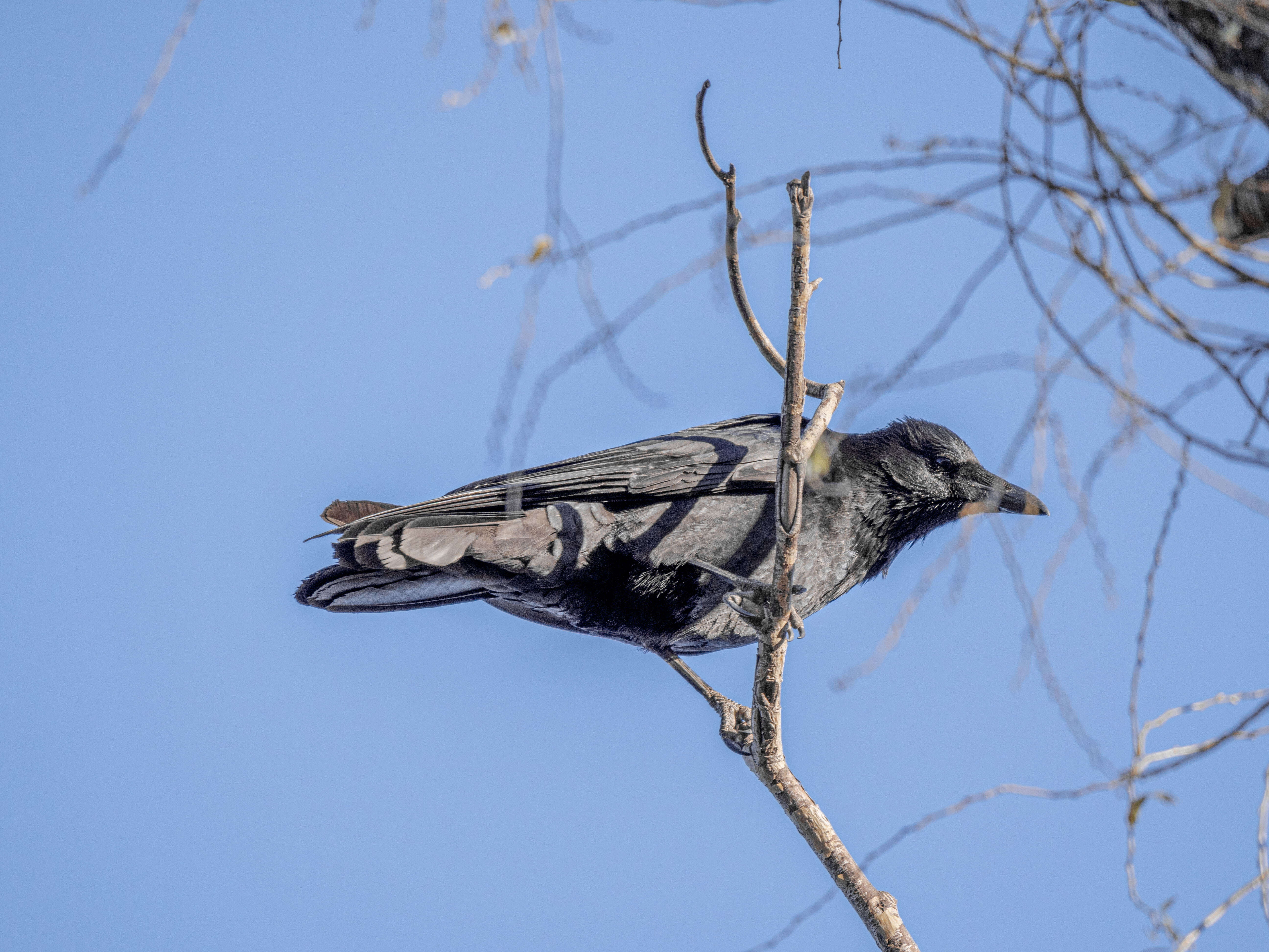 Image of Eastern Carrion Crow