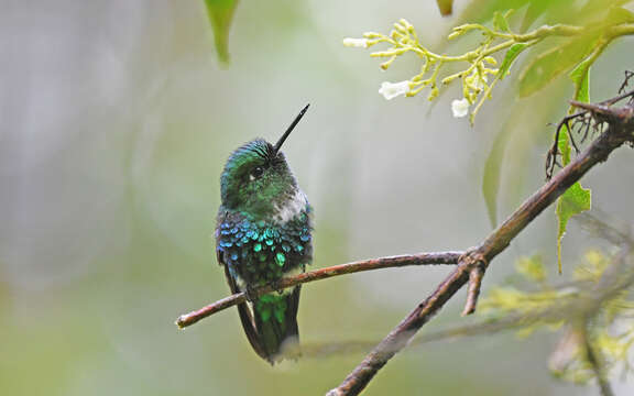 Image of Emerald-bellied Puffleg